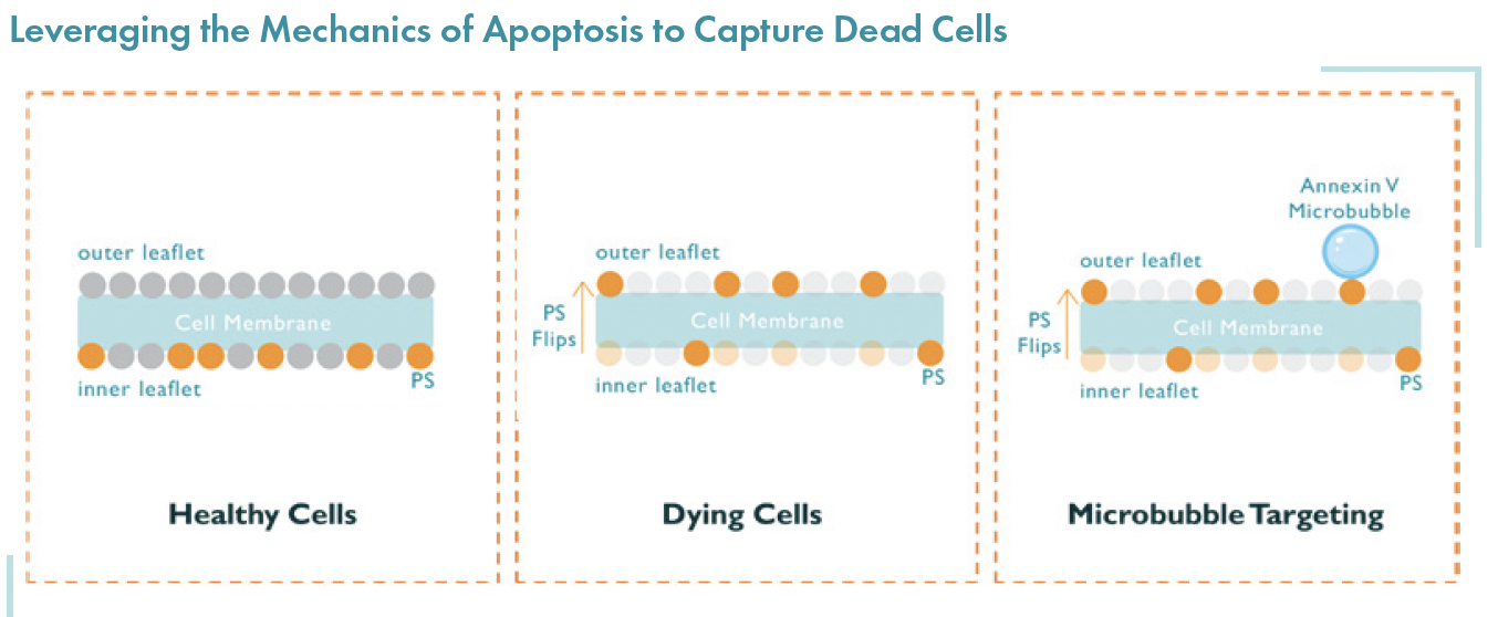 Leveraging Apoptosis